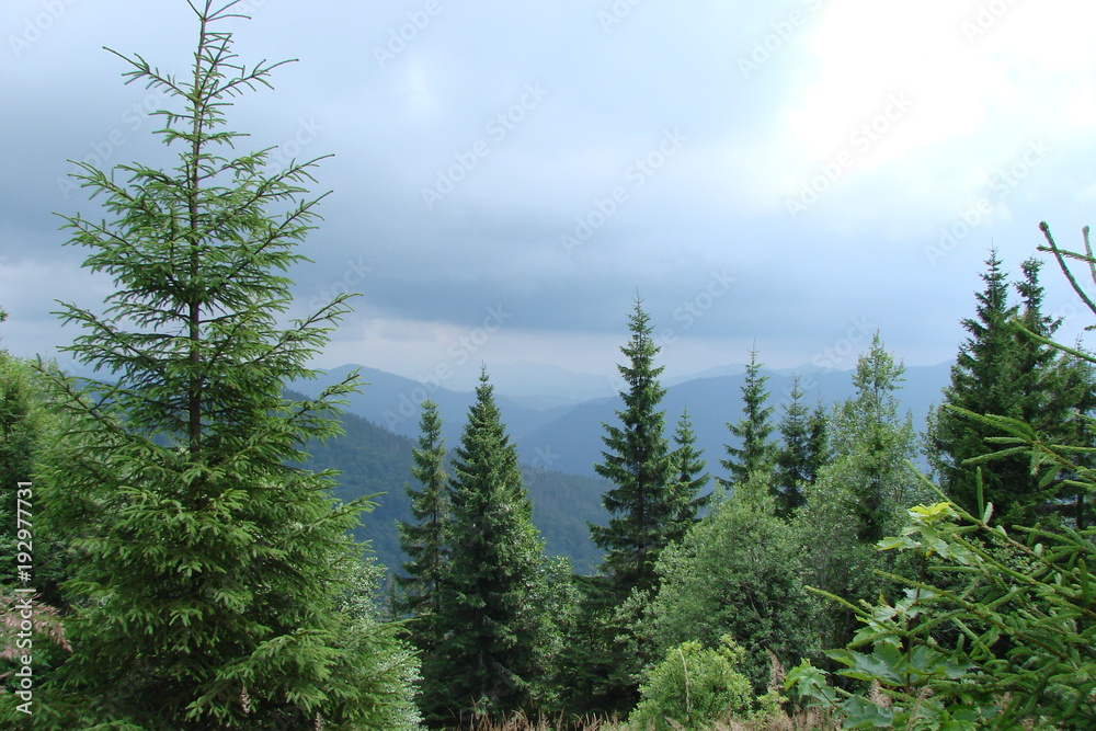 Fototapeta premium The landscape of a tall green Carpathian forest against a background of cloudy sky and mountain ranges on the horizon.