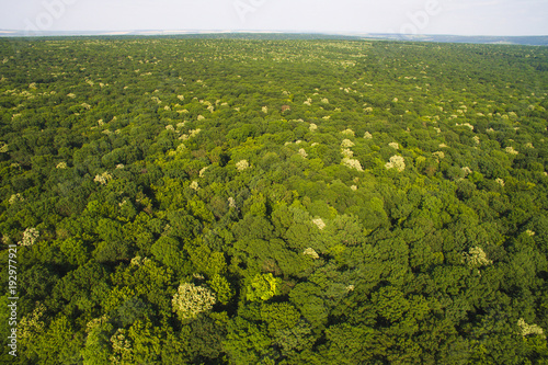 Dron View on Top of Trees
