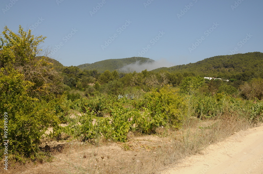 Landscape in Ibiza