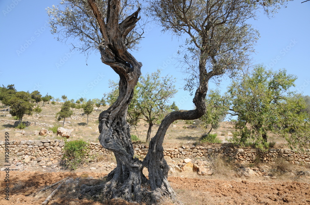 olivenbaum in Ibiza