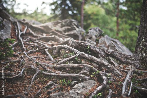 Mystic forest, roots and trunks of trees