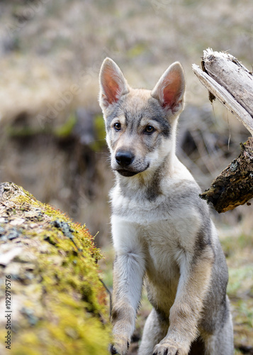 Cute Czechoslovakian wolf