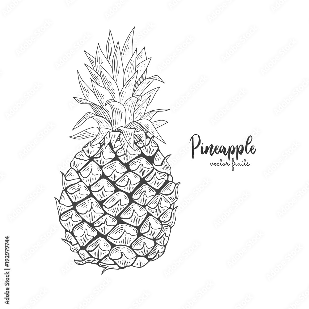 Vector line illustration in engraving style. Exotic tropical pineapple on white background. Detailed fruit drawing. Great for label, poster, print, packaging design. Vector line illustration in engraving style. Exotic tropical pineapple on white background. Detailed fruit drawing. Great for label, poster, print, packaging design.