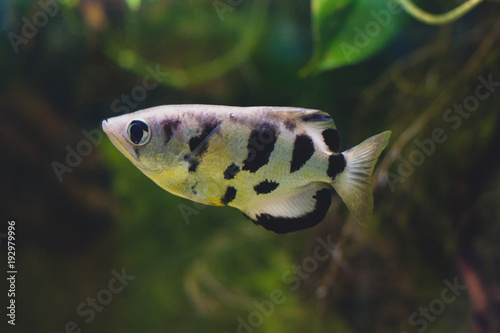 Toxotes chatareus or seven-spot archerfish, largescale archerfish photo