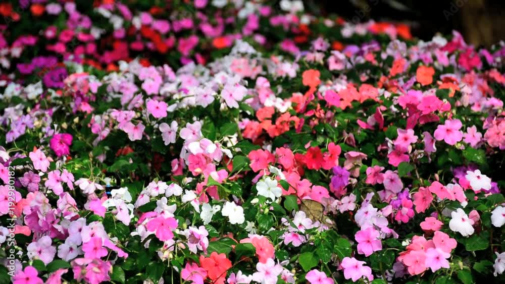 Impatiens walleriana (Impatiens sultanii), also known as busy Lizzie