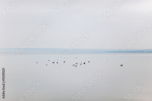 A flock of seagulls sit on the surface of sea water day light.