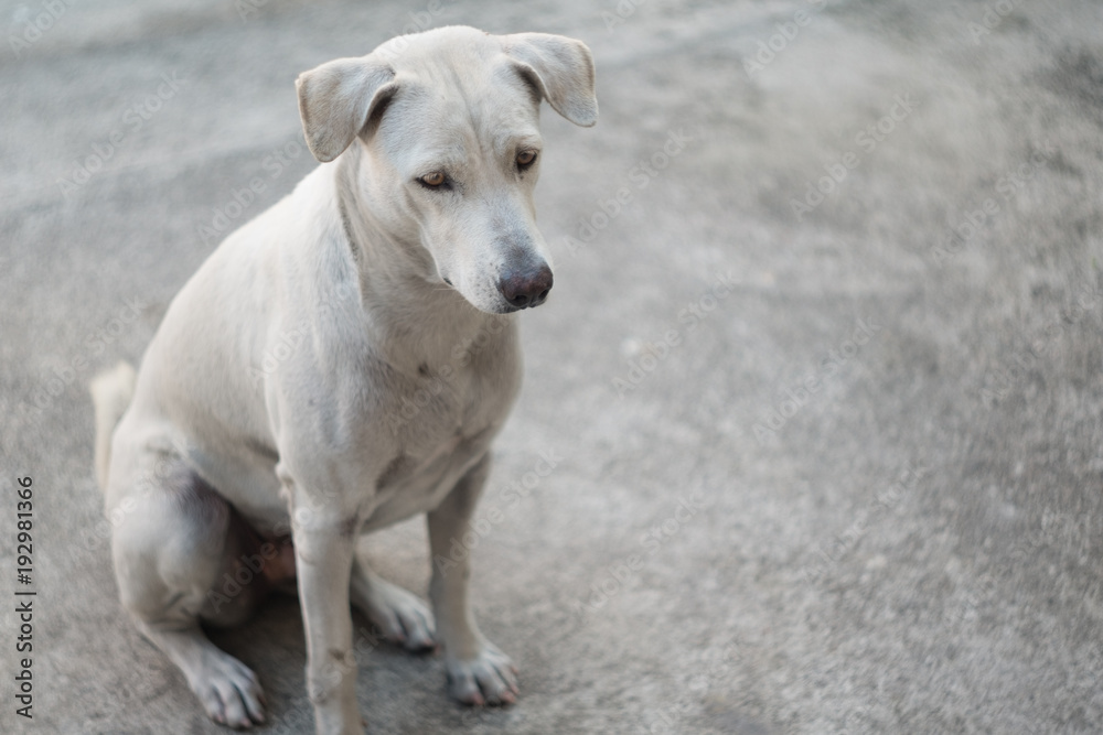 Dog bitches pet Standing  is looking at the light are waiting owners . There is hope. concept