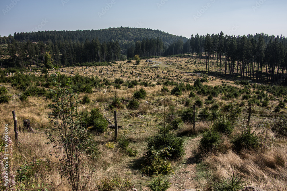 entwurzelte und umgestürzte Bäume im Wildpark Rothaargebirge