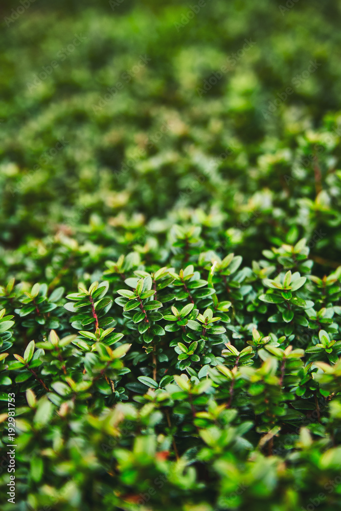 Obraz premium A macro photograph of a plant with small shiny leaves is similar to a legendary fantasy forest. Colorful juicy greens, perfect for the background. Soft photo processing.