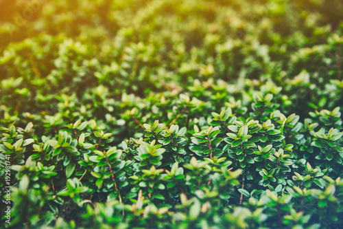 A macro photograph of a plant with small shiny leaves is similar to a legendary fantasy forest. Colorful juicy greens with orange yellow sun and a little cold bottom. The contrast is cold and warm.