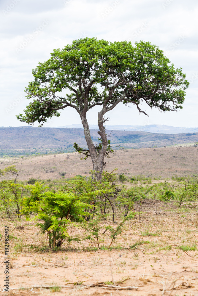 A tree common to the Hluhluwe-umfolozi park, KZN, South Africa. A tree common to the Hluhluwe-umfolozi park, KZN, South Africa.
