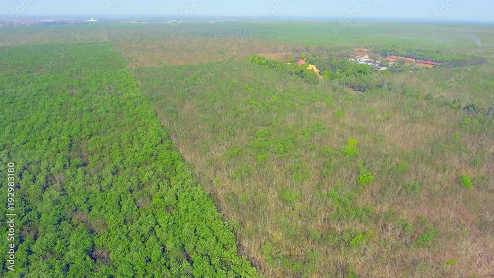 Aerial drone shot : panning shot to rubber fields during the dry season Aerial drone shot : panning shot to rubber fields during the dry season
