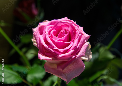 Pink flower - Rose