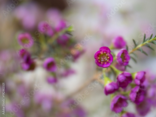 Pink flower on blurred background with beautiful bokeh  specially highlight the beauty of flower