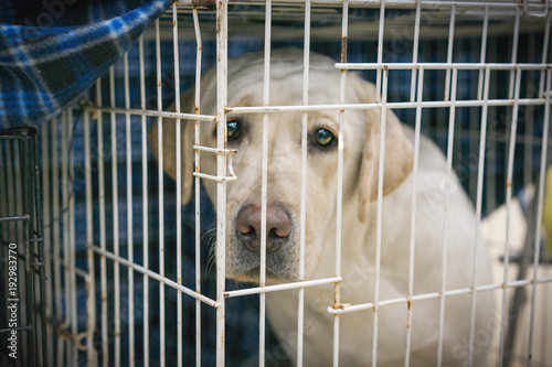 Foto portrait of a sad dog labrador in an iron cage