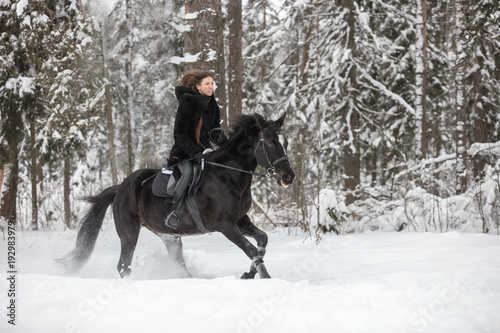 Black Horse running in snow on Winter background