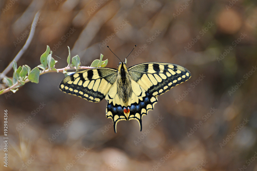 Fototapeta premium Yellow Butterfly in Ibiza Spain