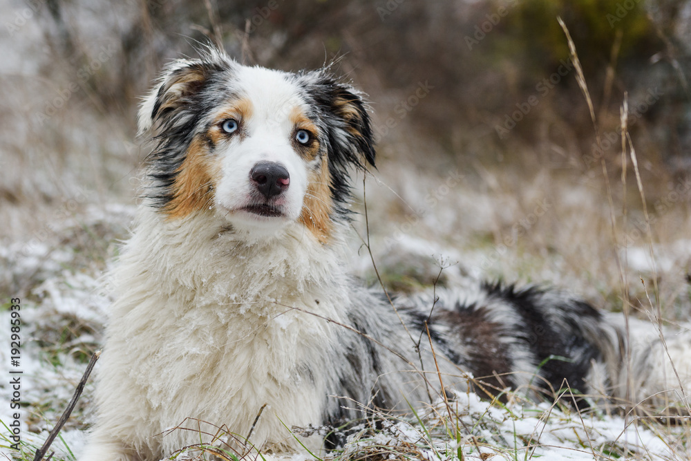 Australian Shepherd dog