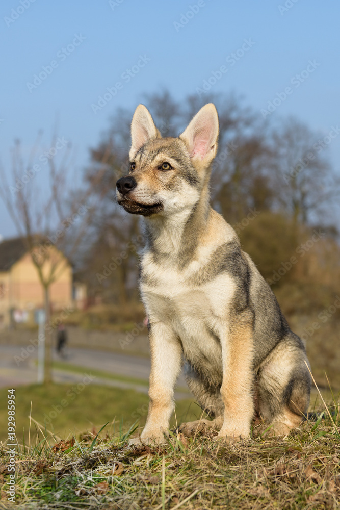 Cute Czechoslovakian wolf