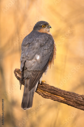 Eurasian sparrowhawk in beautiful light