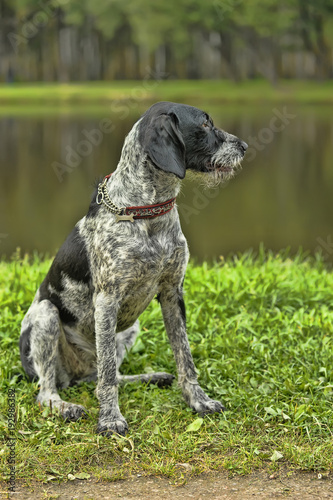 German Wirehaired Pointer (Deutsch Drahthaar) poses photo