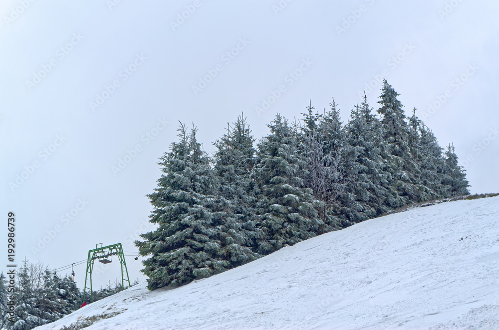Obraz premium Trees in snow on the ski piste, Sonnenberg ski piste in Harz mountains region, Germany
