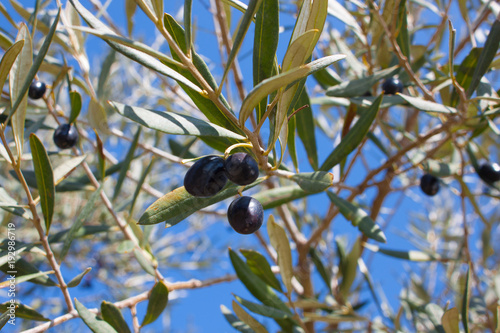 Black olives on a tree branch with green and yellow leaves