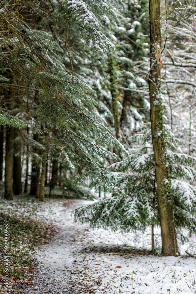 Beautiful winter landscape with snow covered trees Beautiful winter landscape with snow covered trees