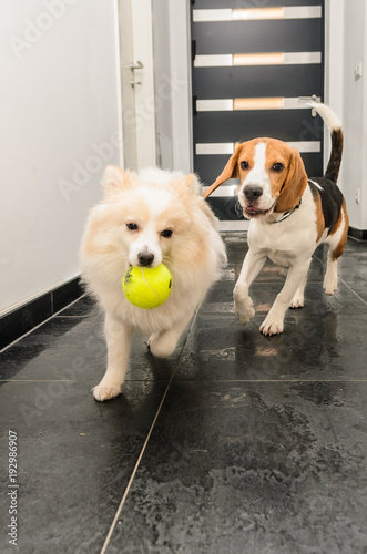 Photography Dogs chase running beagle after german spitz with a ball