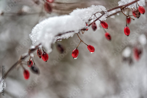 ice on berries winter background