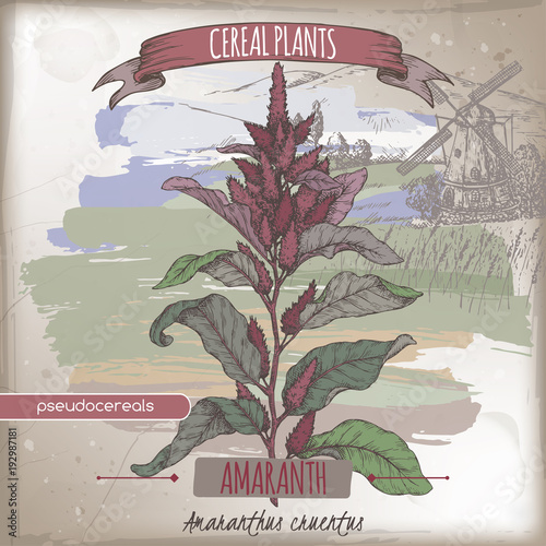 Amaranthus cruentus aka amaranth color sketch. Cereal plants collection.