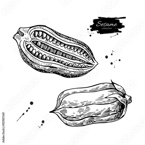 Sesame nut and seed vector drawing. Hand drawn food ingredient.