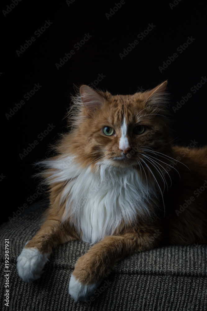 Obraz premium Orange Cat looking at the camera