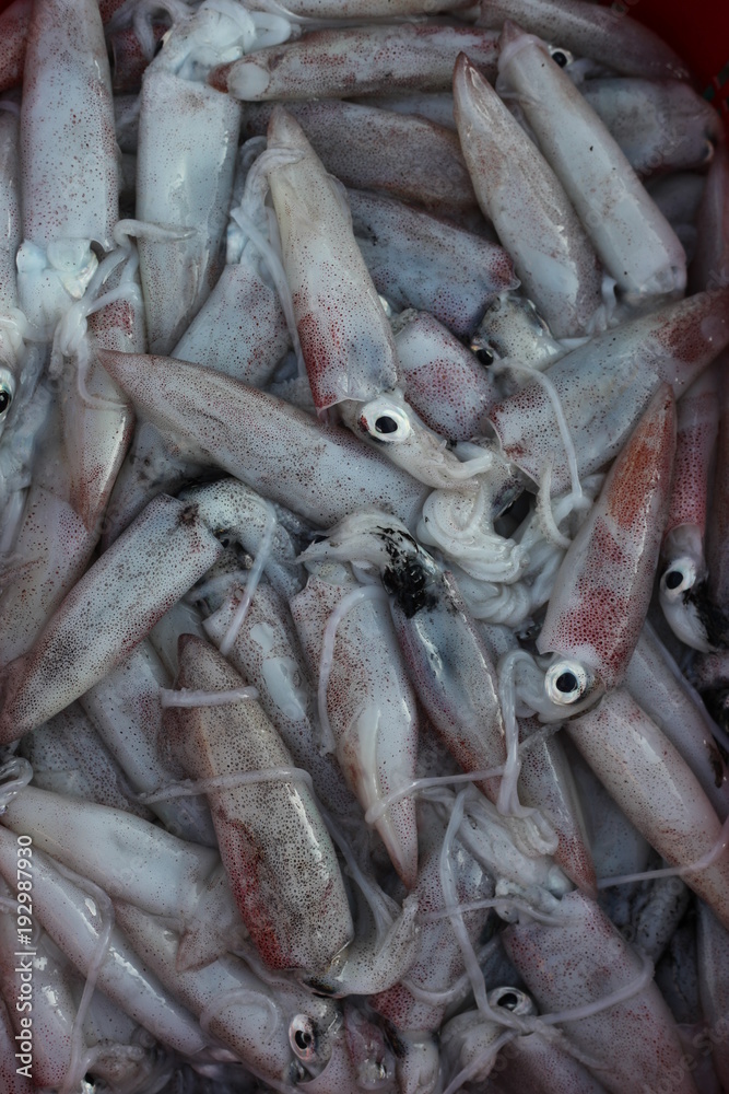 Fresh Squid on the Vietnamese market, street seafood Fresh Squid on the Vietnamese market, street seafood