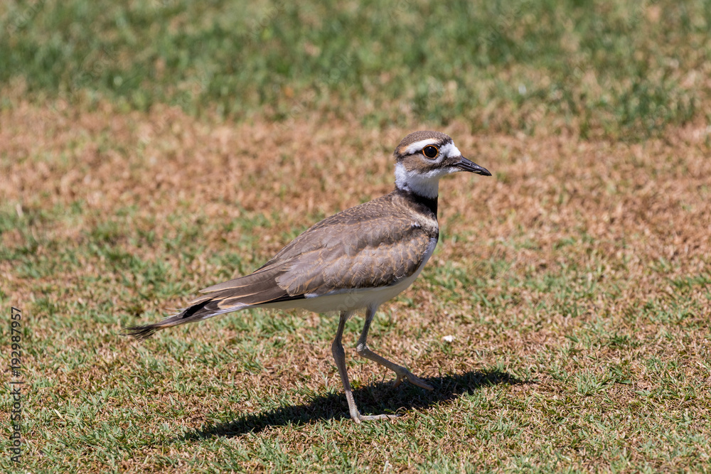 Obraz premium Killdeer in a Field