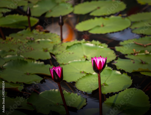 Pink lotus in pond close up.