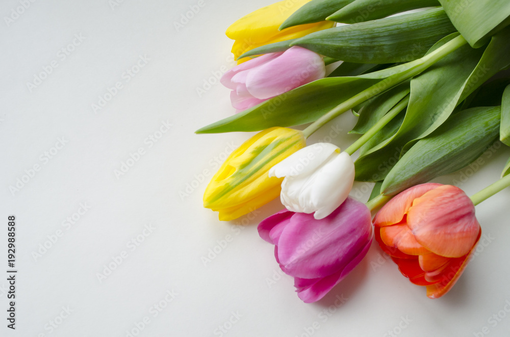Beautiful blossoming tulip flower. Floral design. Nature background. Spring background with beautiful fresh flowers.