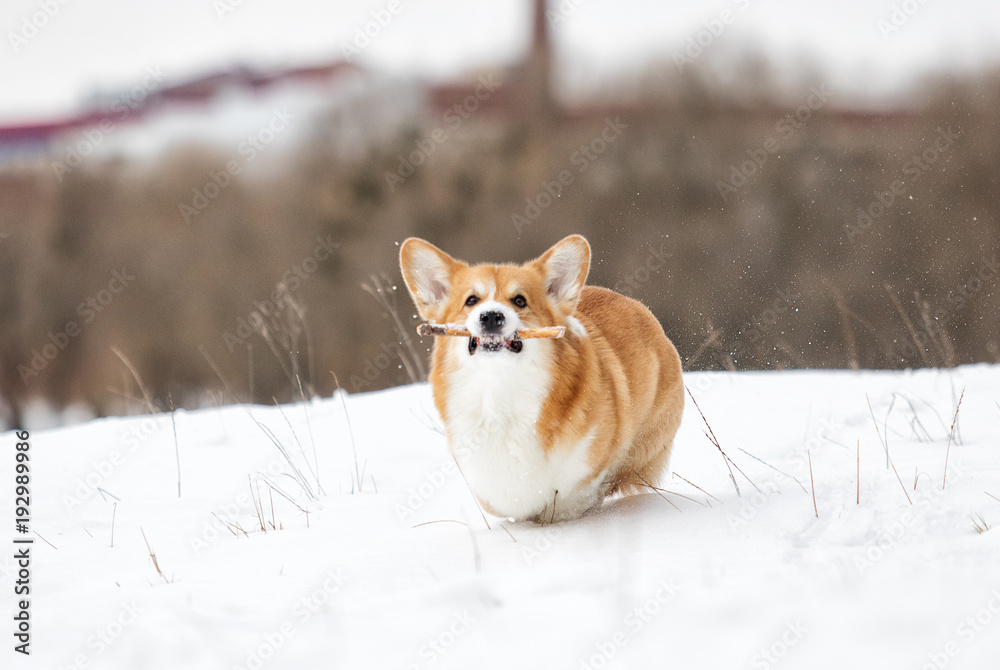 welsh corgi dog running outdoors in the snow welsh corgi dog running outdoors in the snow