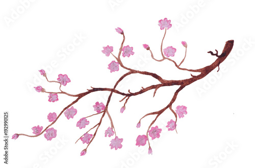 The branch of blooming cherry blossom. This second symbolic meaning is often associated with the influence of Buddhism and tranquility. Delicate pink flowers on a white background are suitable . © Julia