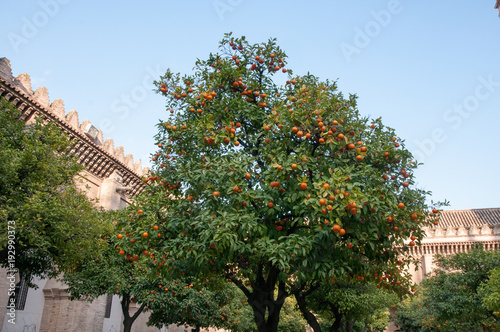 seville oranges