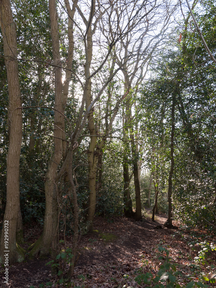 inside forest sunny beam trees green path woodland nature inside forest sunny beam trees green path woodland nature