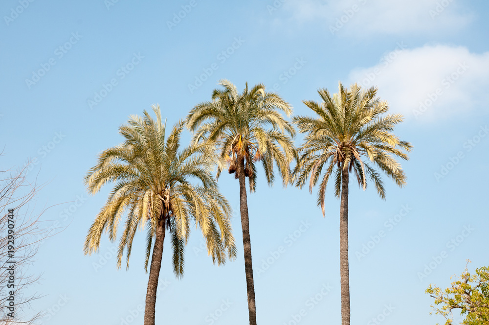 Palm trees in Seville