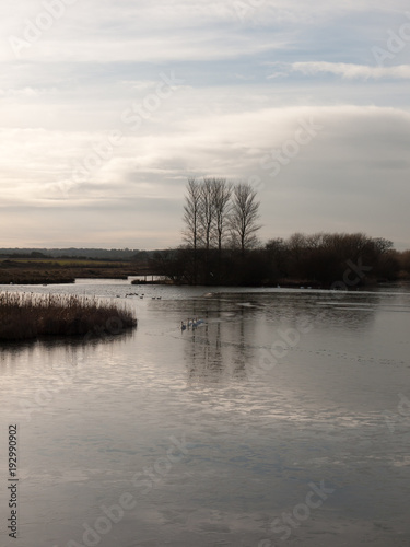 line of mute swans with cygnets family traveling through cold water lake surface outside nature reserve