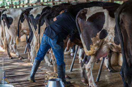 Cows with a man is milking in a dairy farm