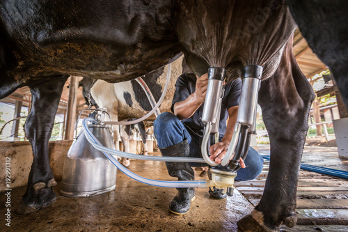 Fotografie A cows with a man is milking in a dairy farm