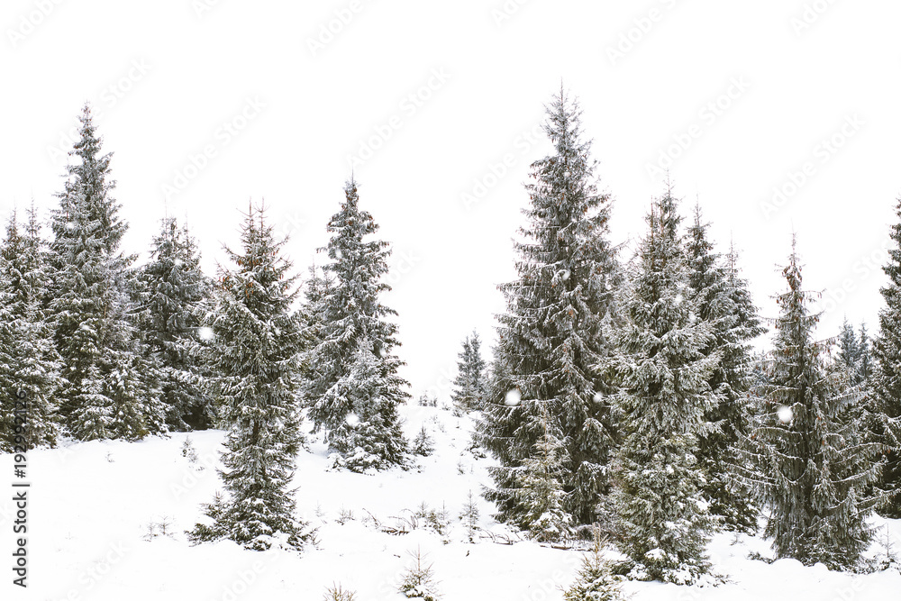 Forest of winter fir trees
