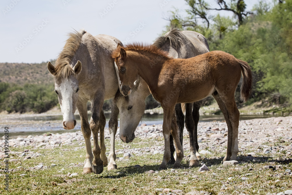 Wild Horses on the Lower Salt River, Tonto National Forest Wild Horses on the Lower Salt River, Tonto National Forest