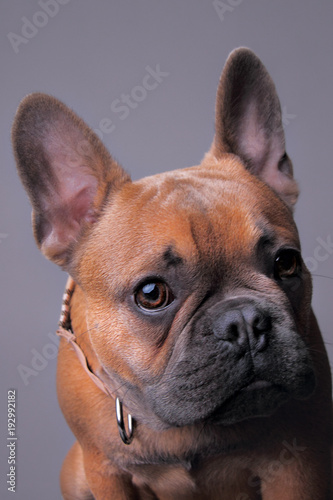 Pies, portret buldoga francuskiego. © dariuszz
