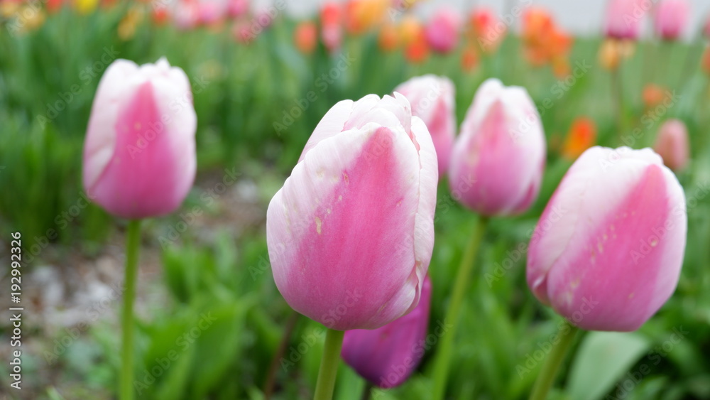 Pink tulips at Niagara Falls, Toronto Ontario Canada Pink tulips at Niagara Falls, Toronto Ontario Canada