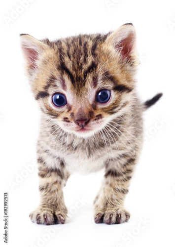 Kitten on white background.